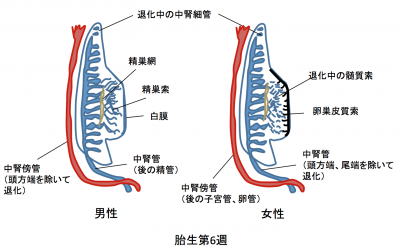 医学　男性生殖器 