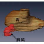 CS19;脾臓と胃