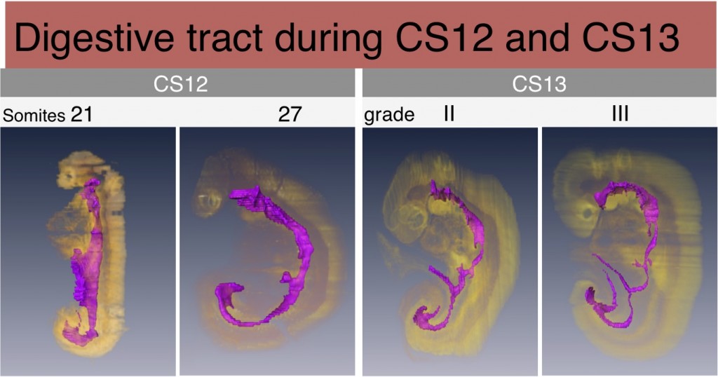 CS12-13