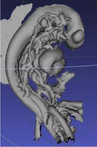 3DスキャンしたCS12胚子モデル