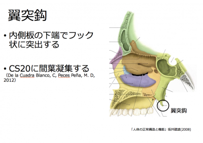口腔領域の形成 « 京都大学 大学院医学研究科 人間健康科学系