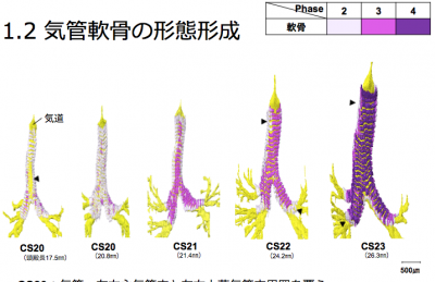 気管支軟骨の形成